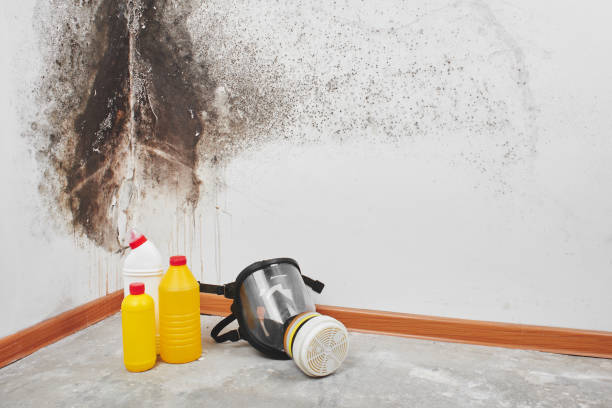 Best Health and Safety Mold Remediation in Tularosa, NM