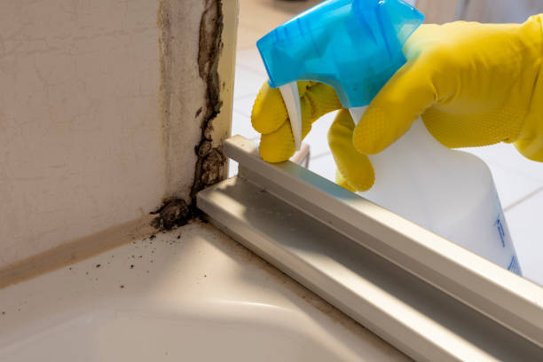 Best Emergency Mold Remediation in Tularosa, NM