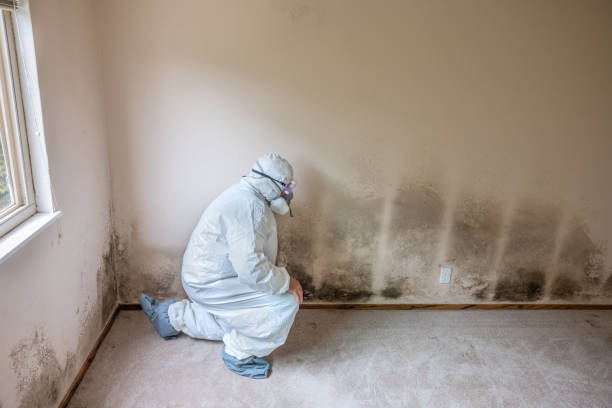 Best Residential Mold Remediation in Tularosa, NM